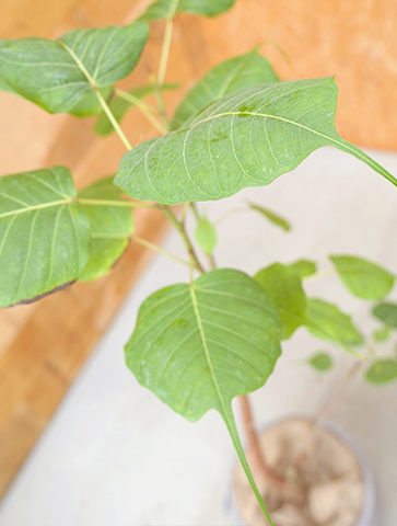菩提樹