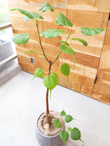 菩提樹