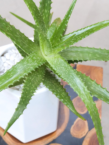 アロエ