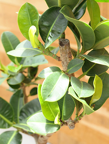 アポロゴム