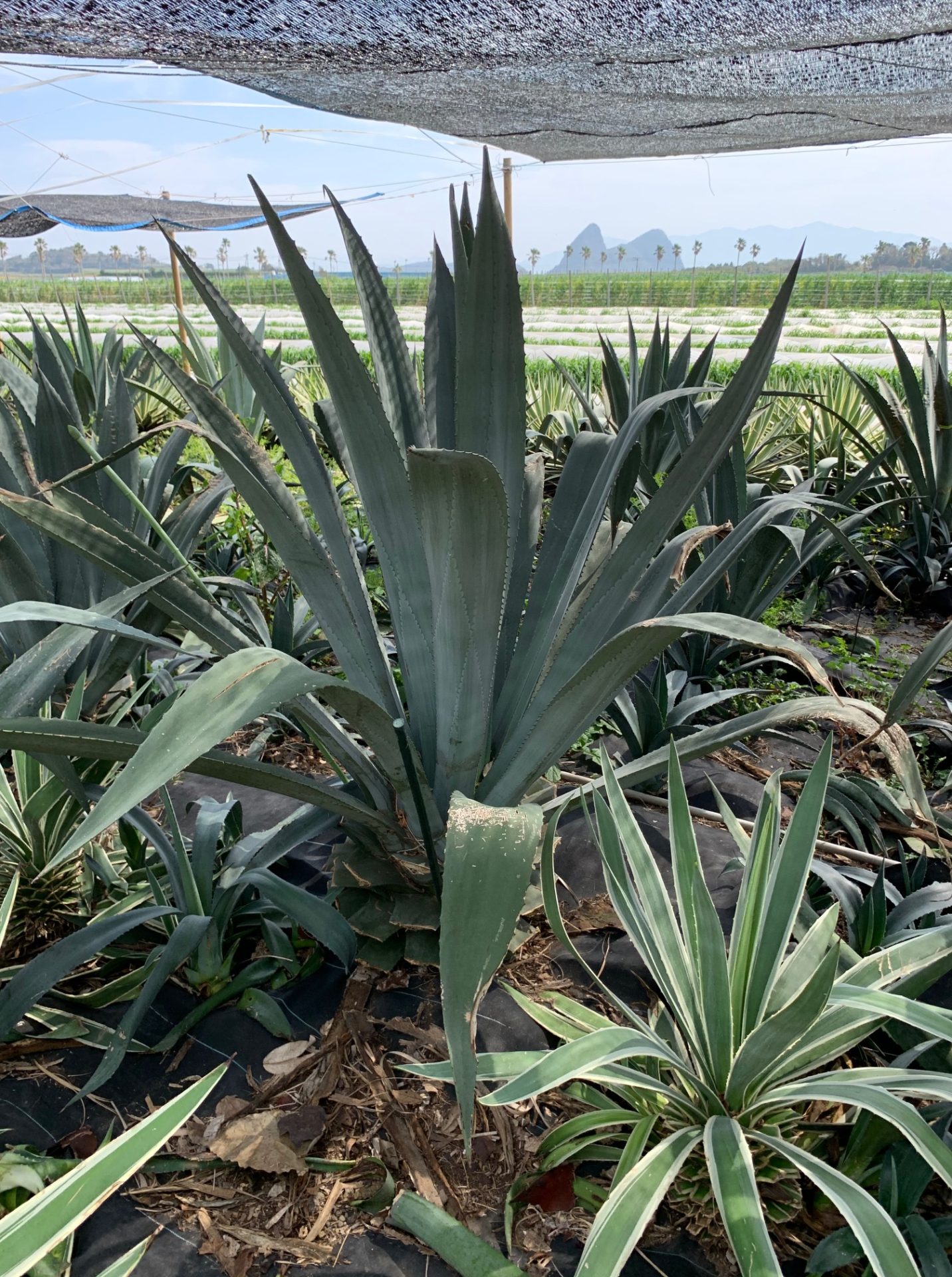 AGAVE/アガベ　スライダー画像