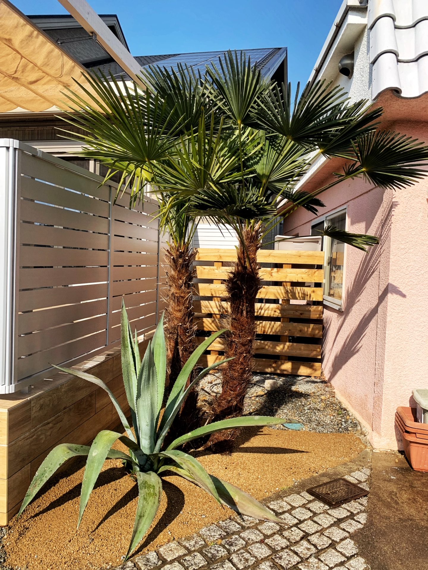 Tracbycarpus fortunei　×　Agave　スライダー画像