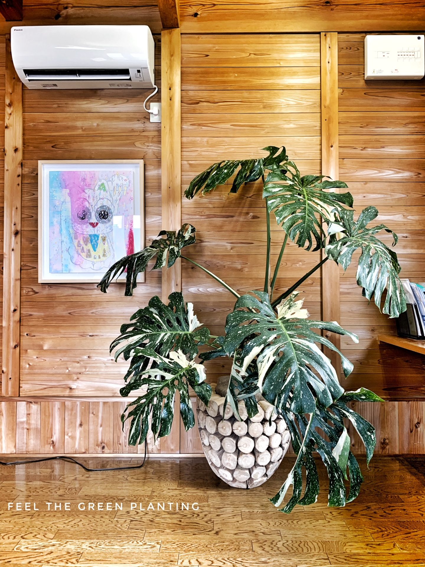 Monstera deliciosa モンステラ・デリシオサ　金斑　スライダー画像