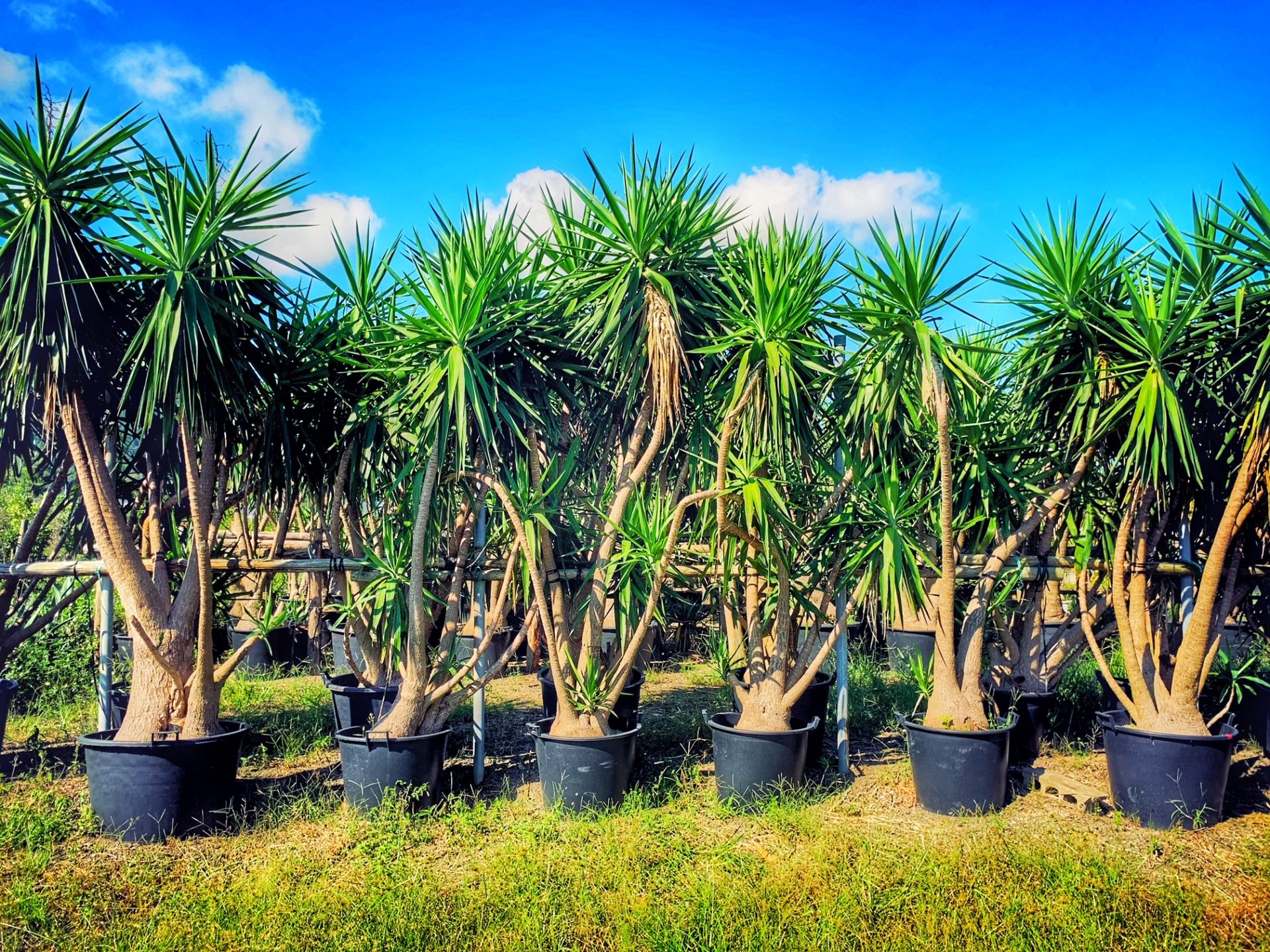 Purchase PLANTS　スライダー画像