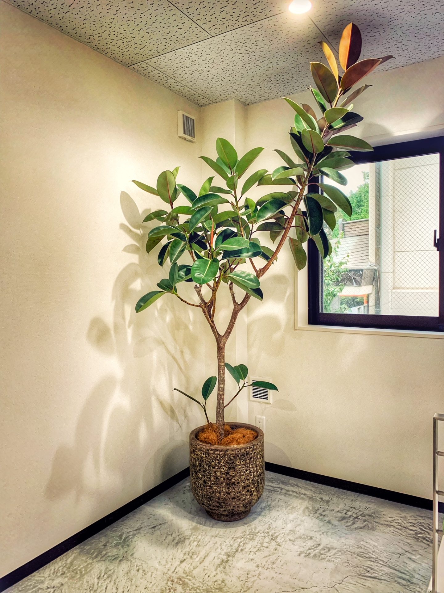 Add houseplants to your life　スライダー画像