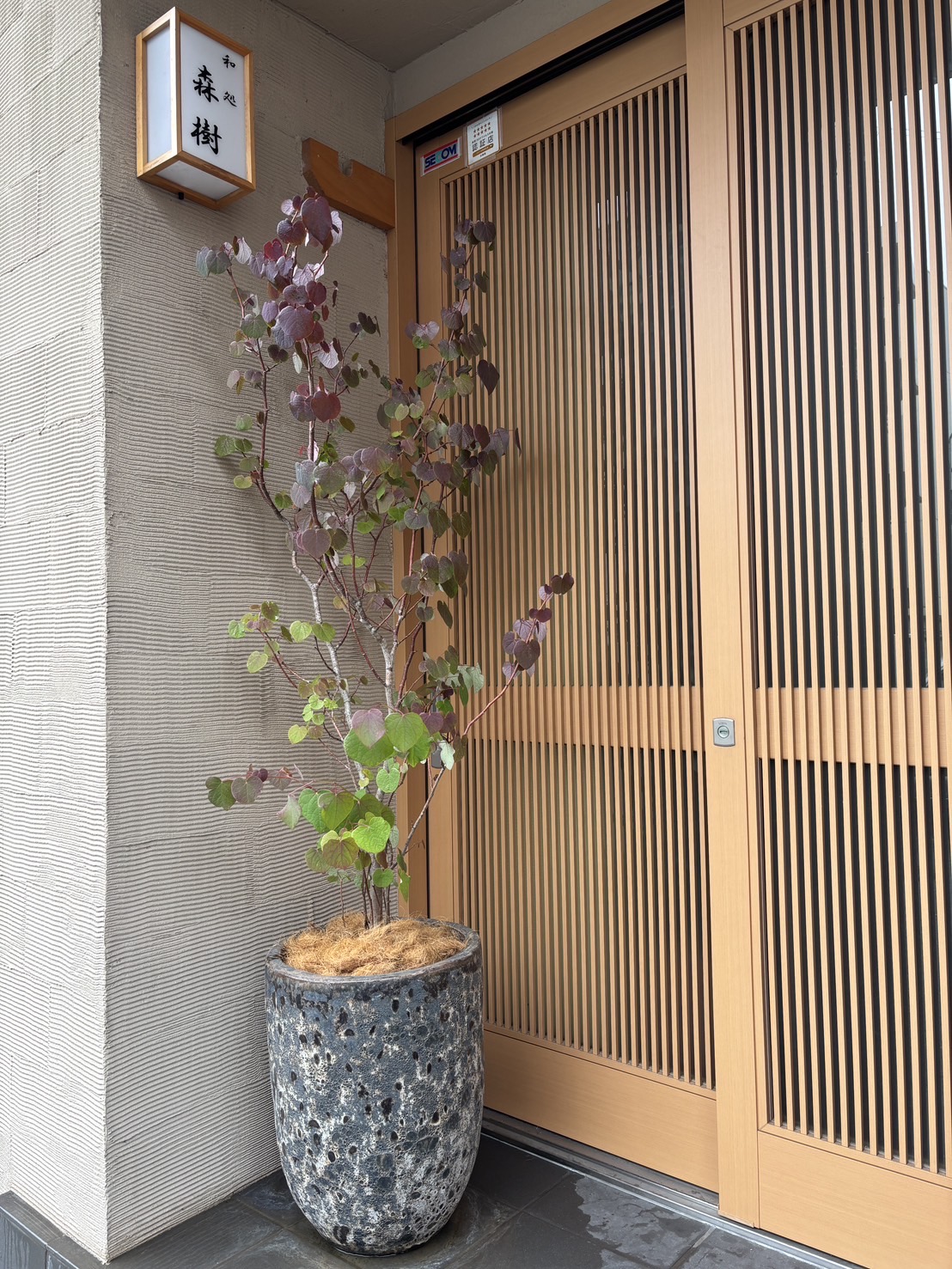 Houseplants in front of the dining area　スライダー画像